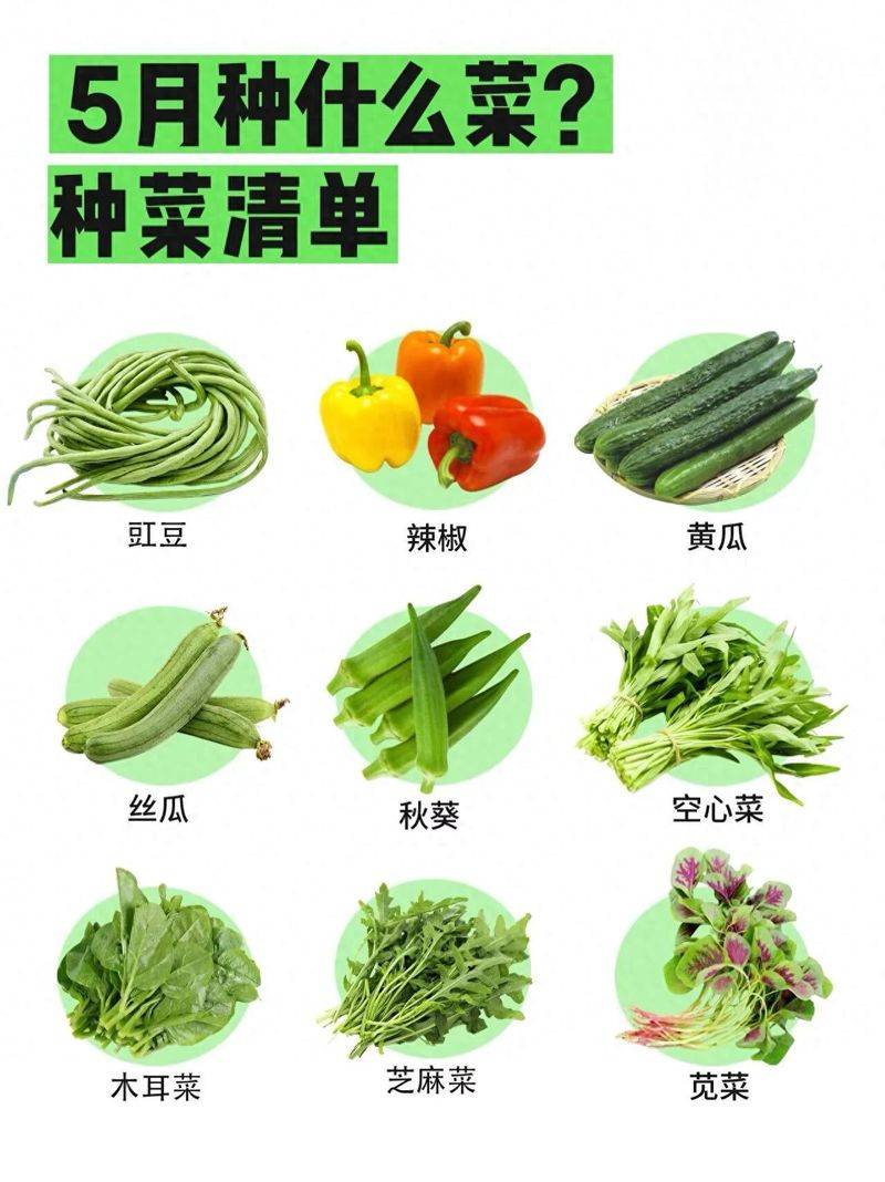 The method of growing cabbage in summer