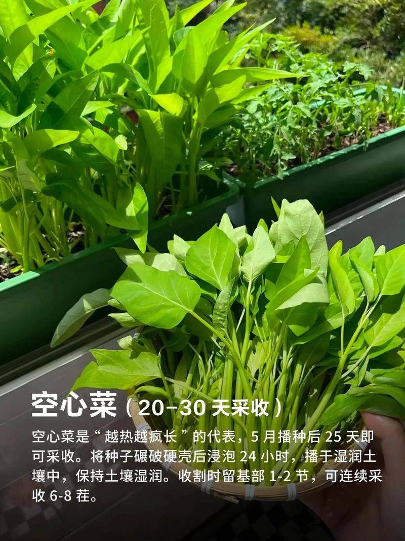 The method of growing cabbage in summer