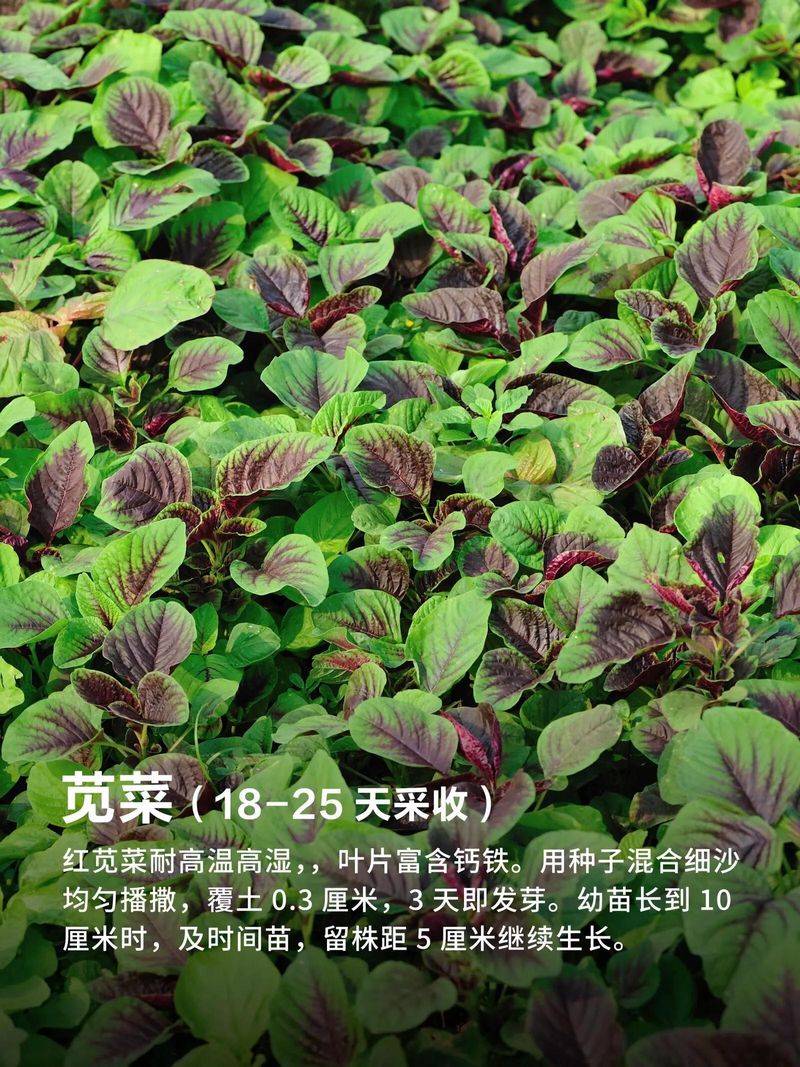 The method of growing cabbage in summer
