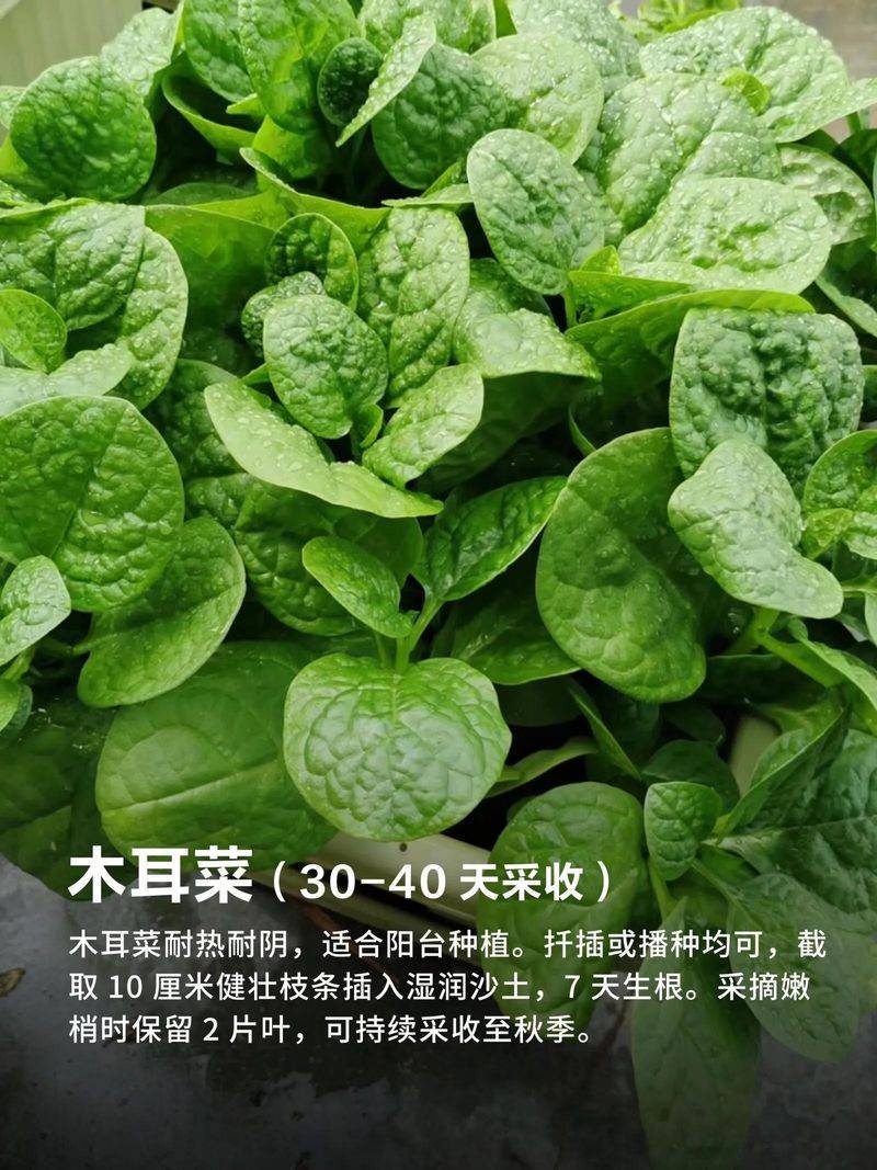 The method of growing cabbage in summer