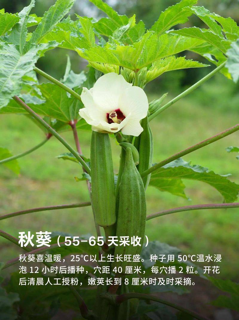 The method of growing cabbage in summer