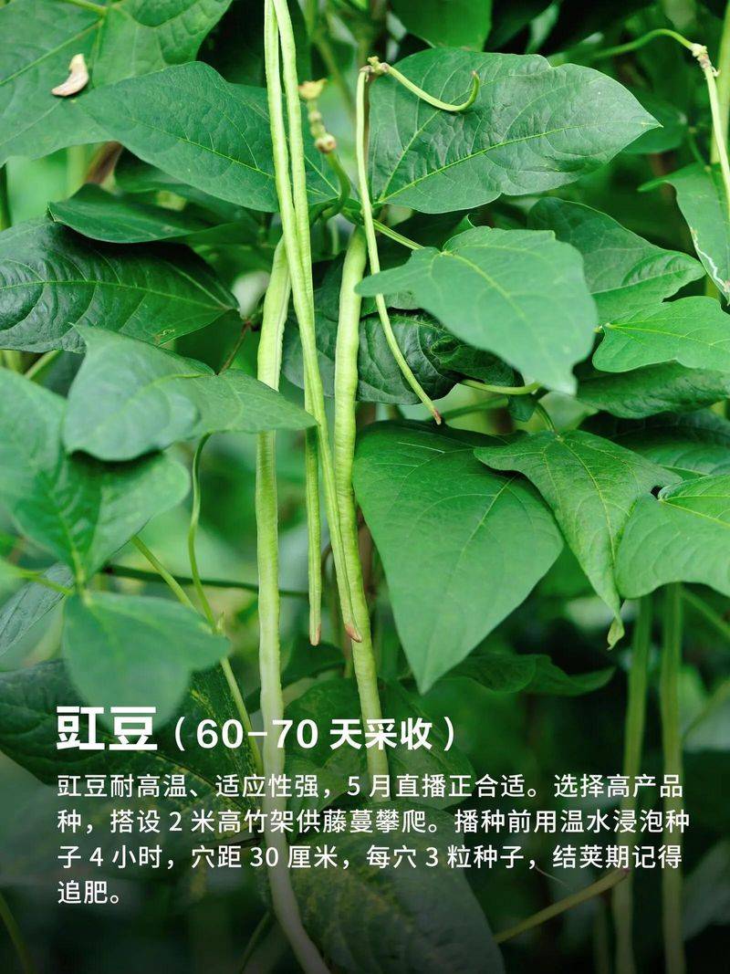The method of growing cabbage in summer