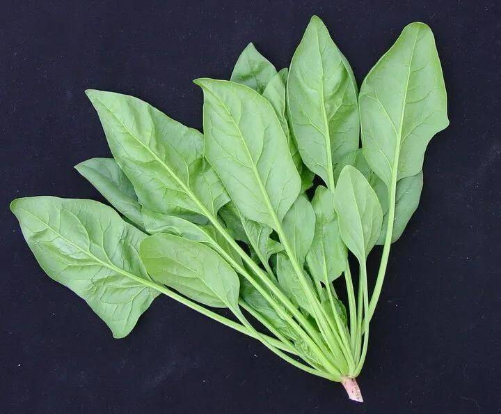 The method of growing cabbage in summer