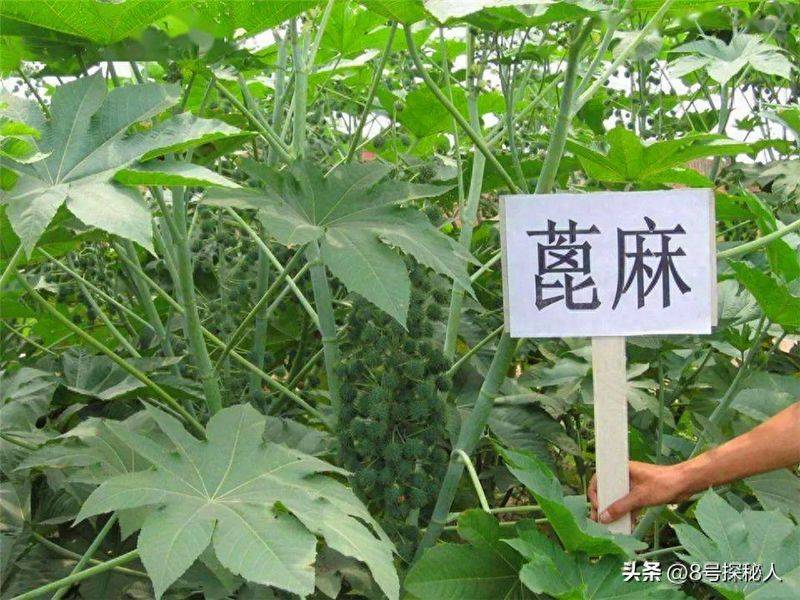 蓖麻的种植技术