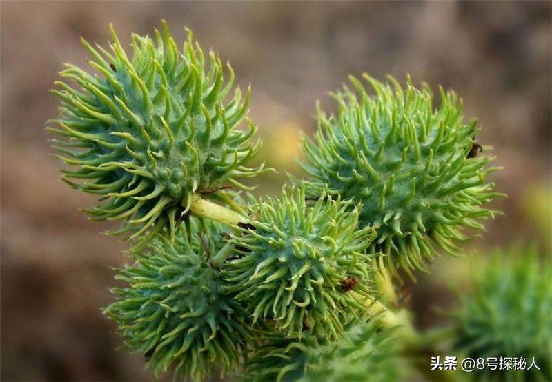 蓖麻的种植技术