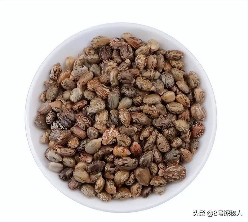 蓖麻的种植技术
