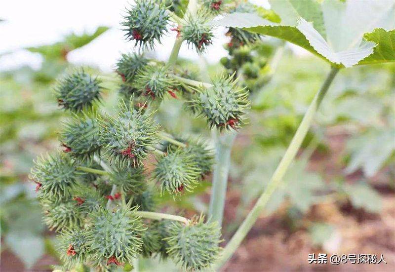 蓖麻的种植技术