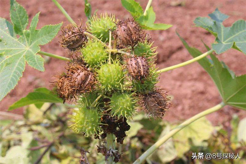 蓖麻的种植技术