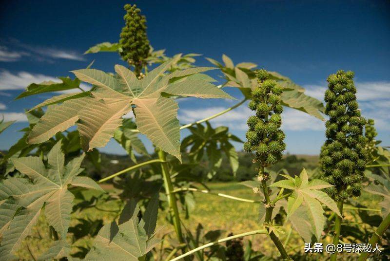 蓖麻的种植技术