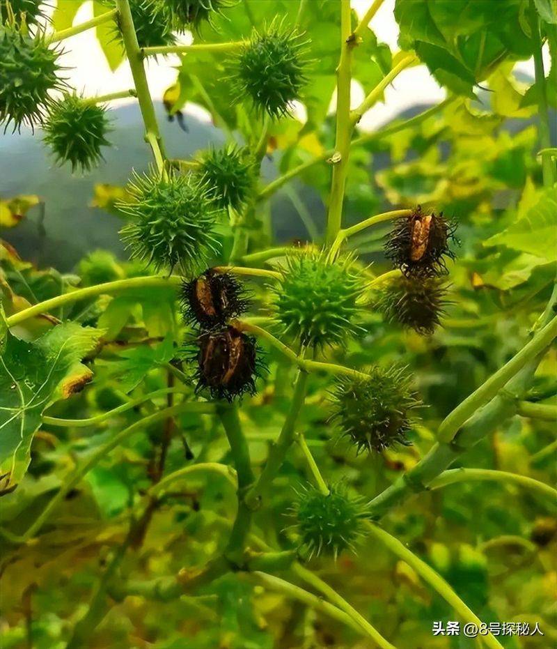 蓖麻的种植技术