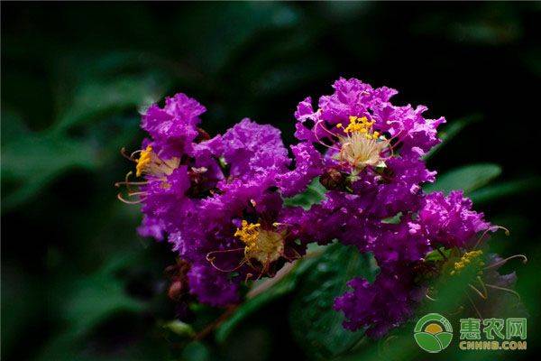 Violet cultivation methods