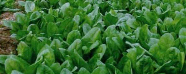 菠菜种植方法