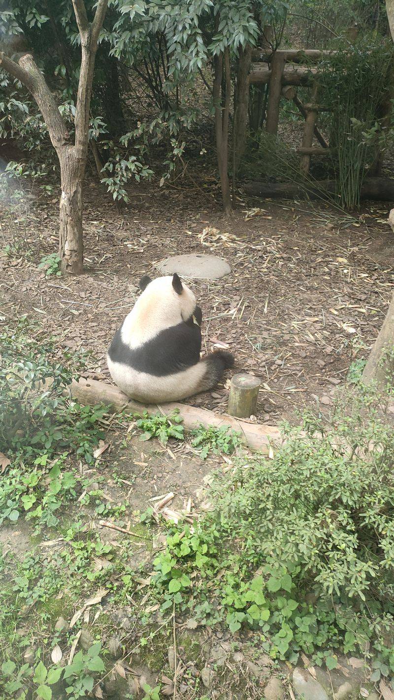 成都抱熊猫多少钱