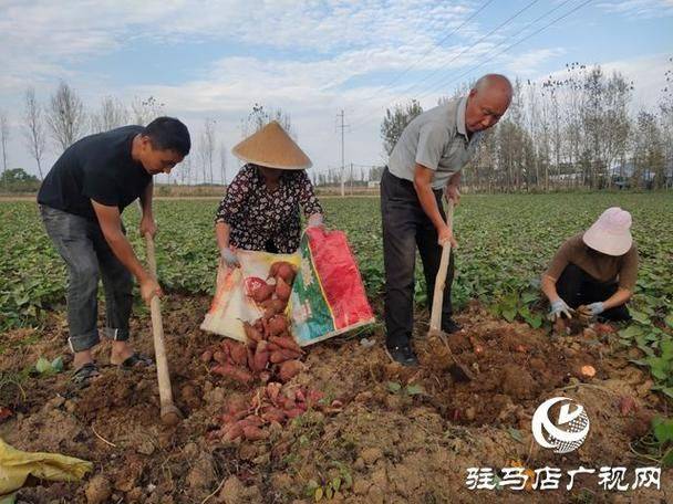 Potato growing technology in shandong