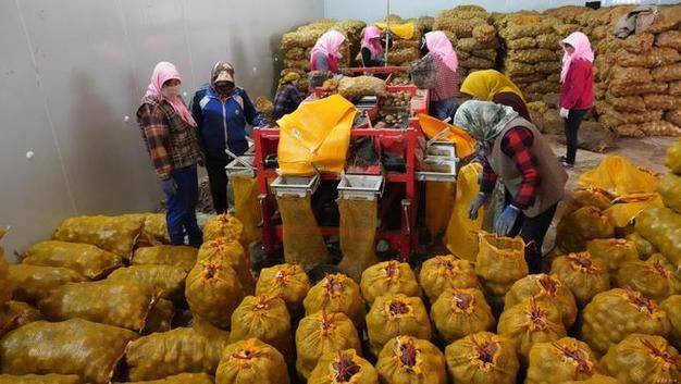 Potato growing technology in shandong