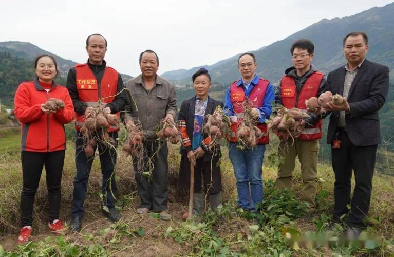Potato growing technology in shandong