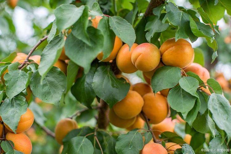 Almond seed planting techniques
