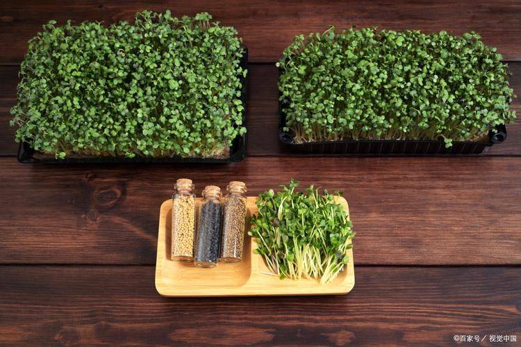 The method of planting sprouts