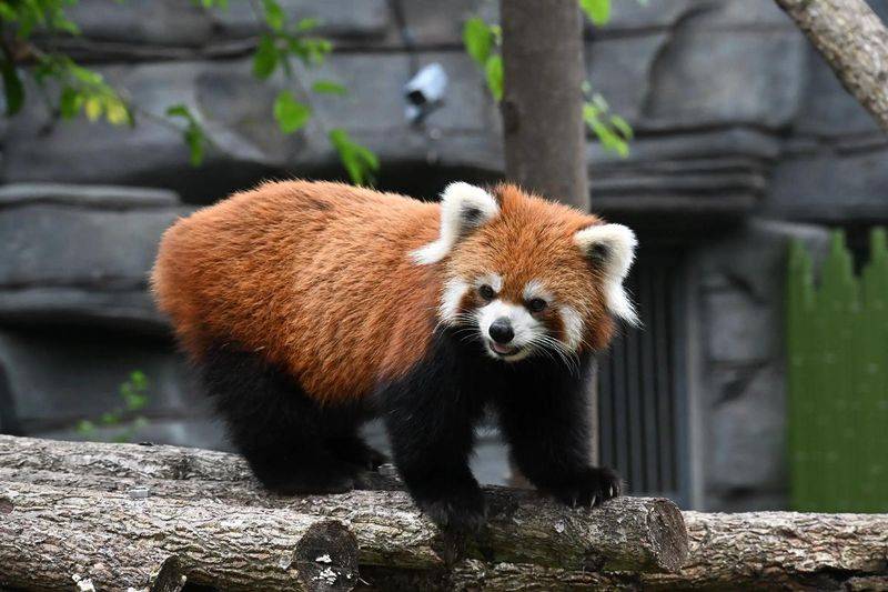 成都抱熊猫多少钱