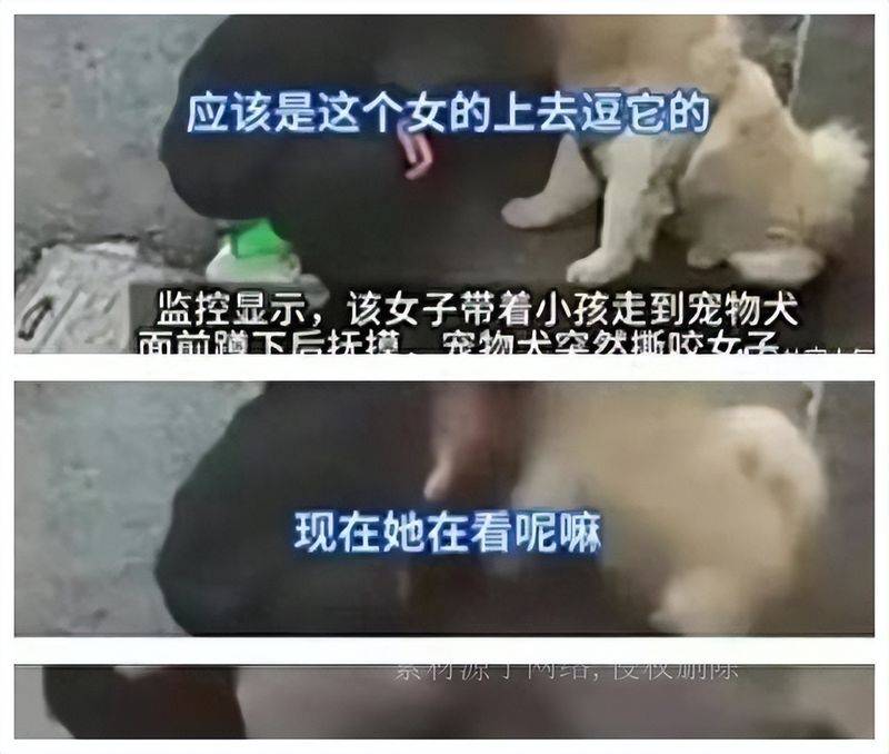 松狮幼犬多少钱一只
