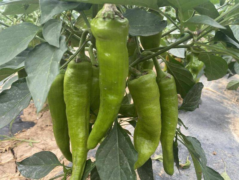 The technology of growing hot peppers in the shed