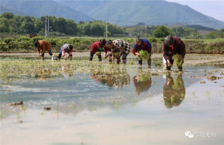 2026 rice cultivation technology video