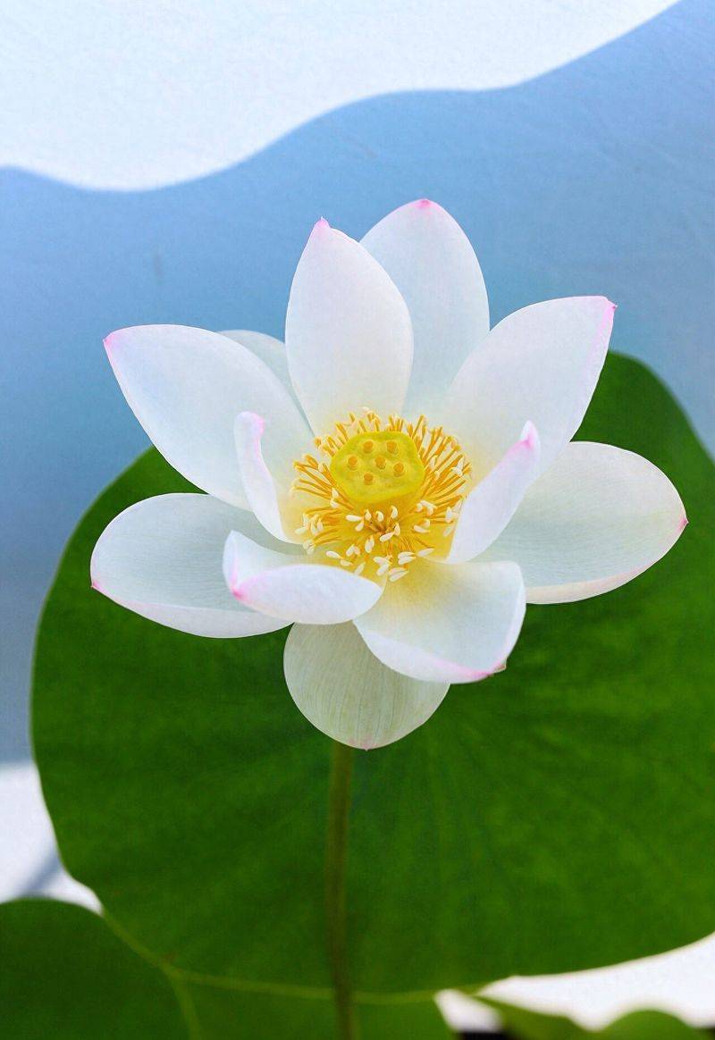 Technology for the cultivation of flowers