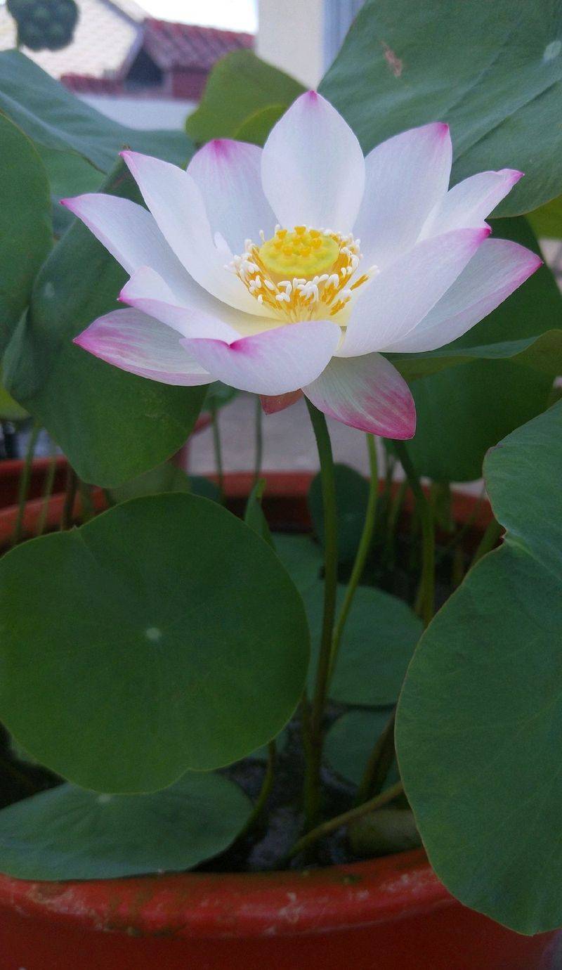 Technology for the cultivation of flowers