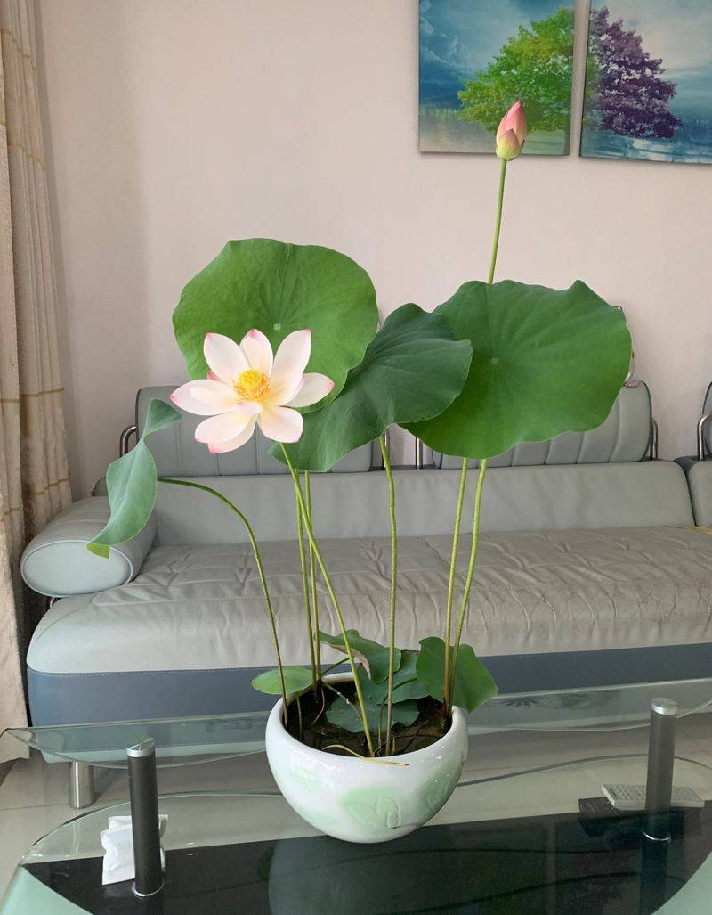 Technology for the cultivation of flowers