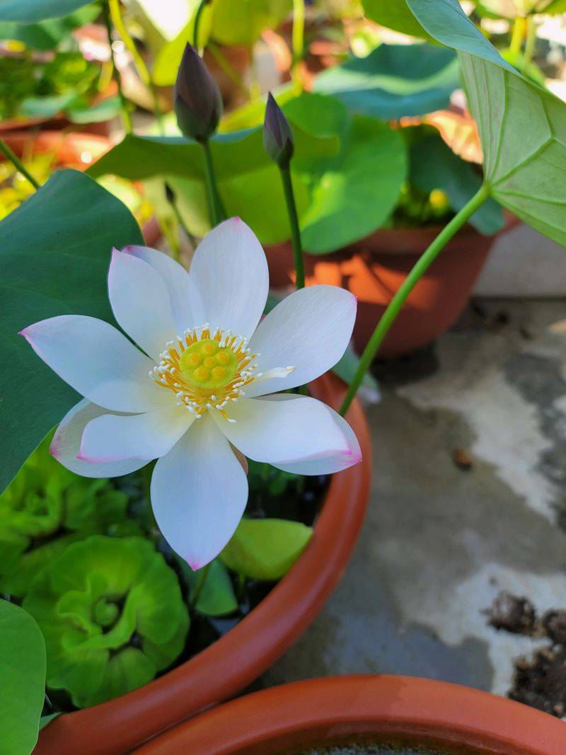 Technology for the cultivation of flowers