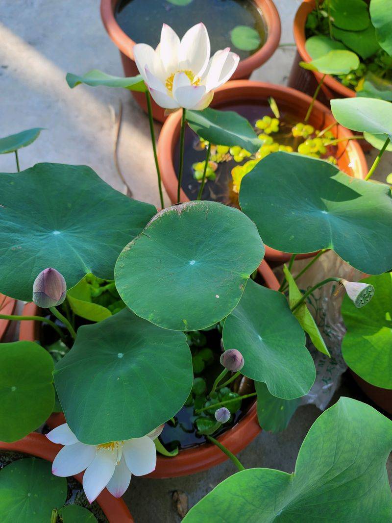 Technology for the cultivation of flowers