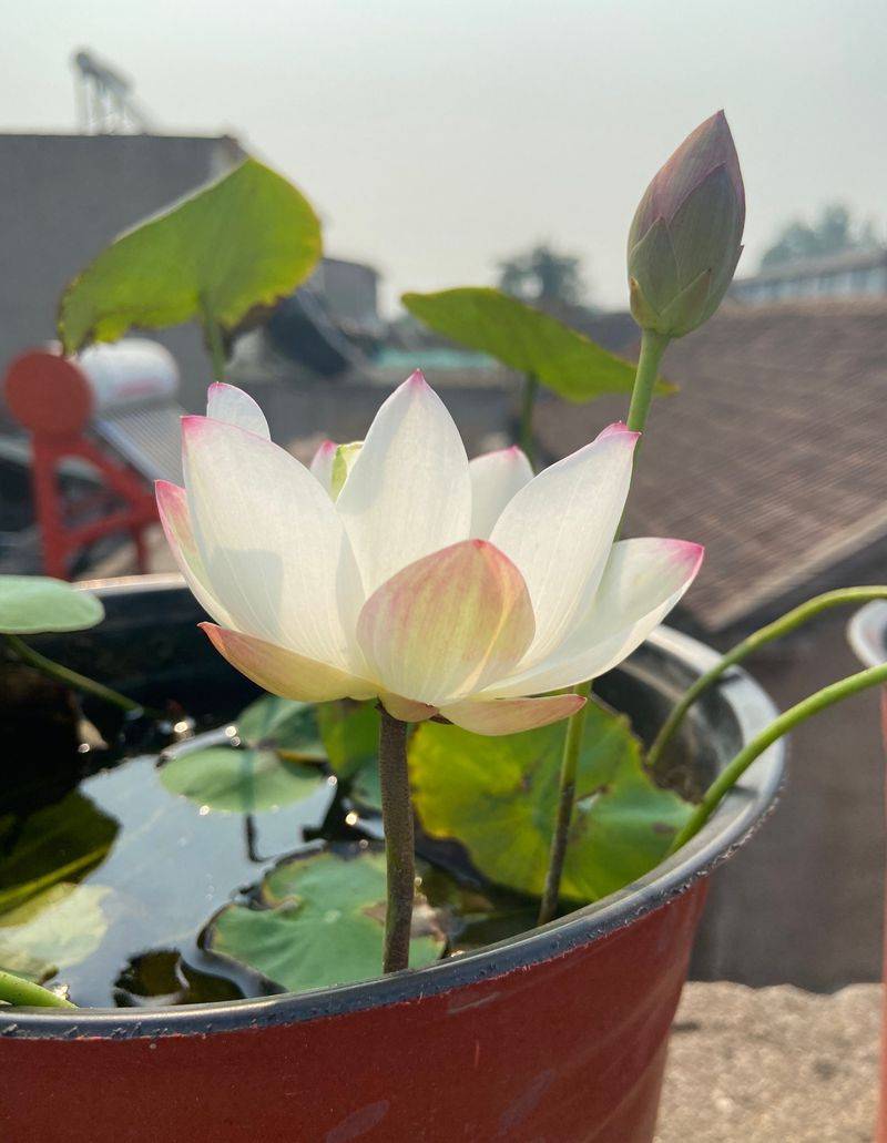 Technology for the cultivation of flowers