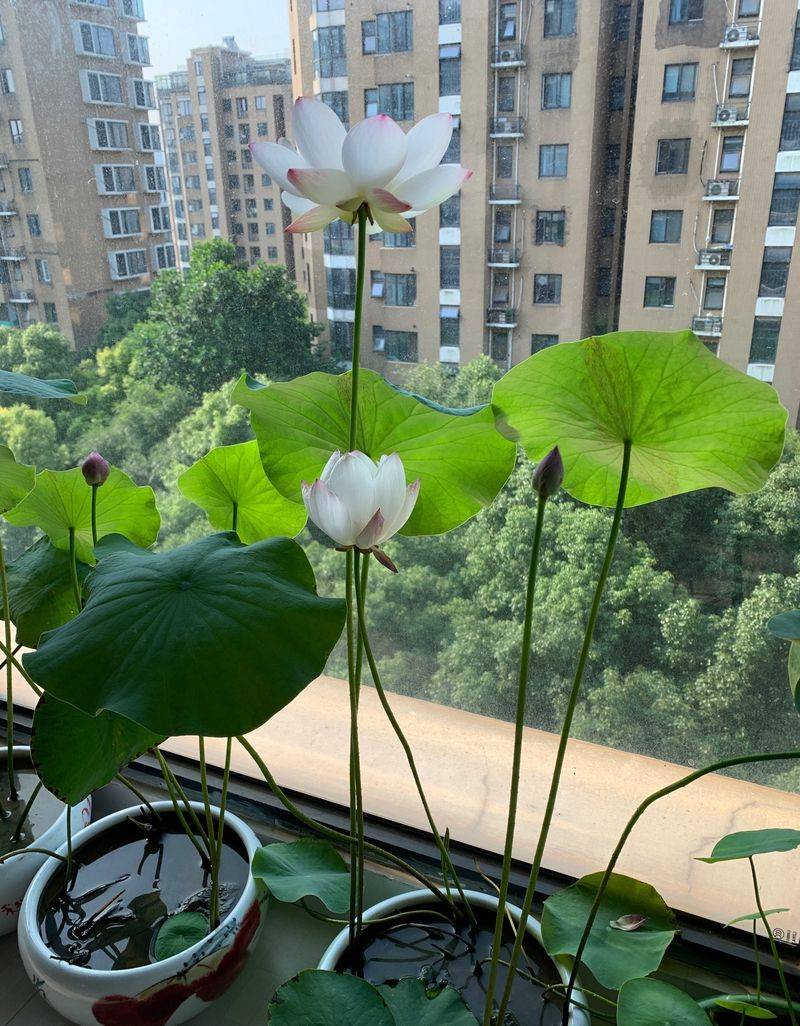 Technology for the cultivation of flowers