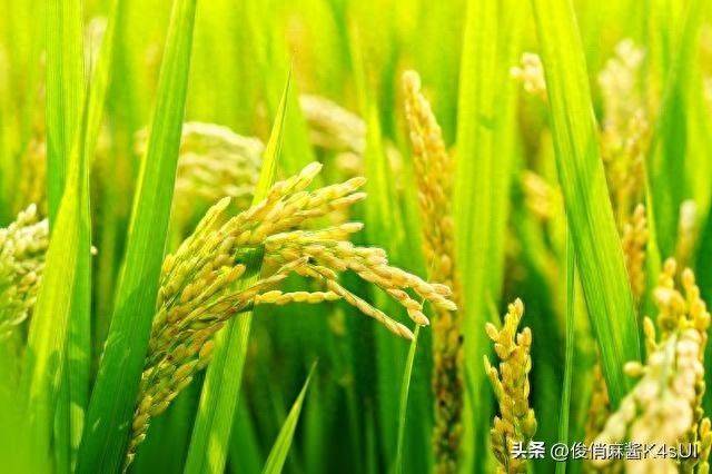 2026 rice cultivation technology video