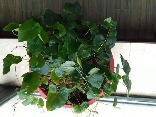 The method of planting mountain pots