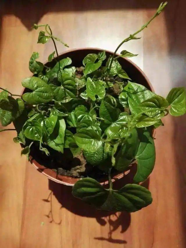The method of planting mountain pots