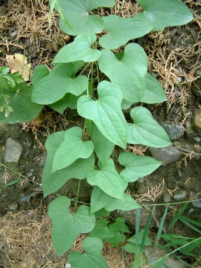 The method of planting mountain pots