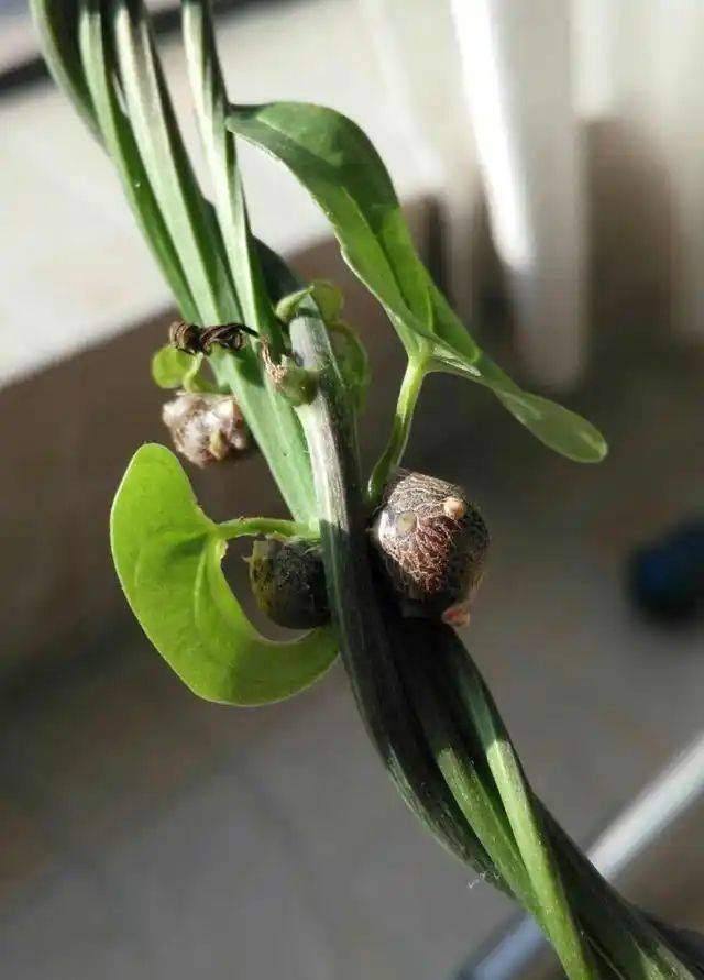 The method of planting mountain pots