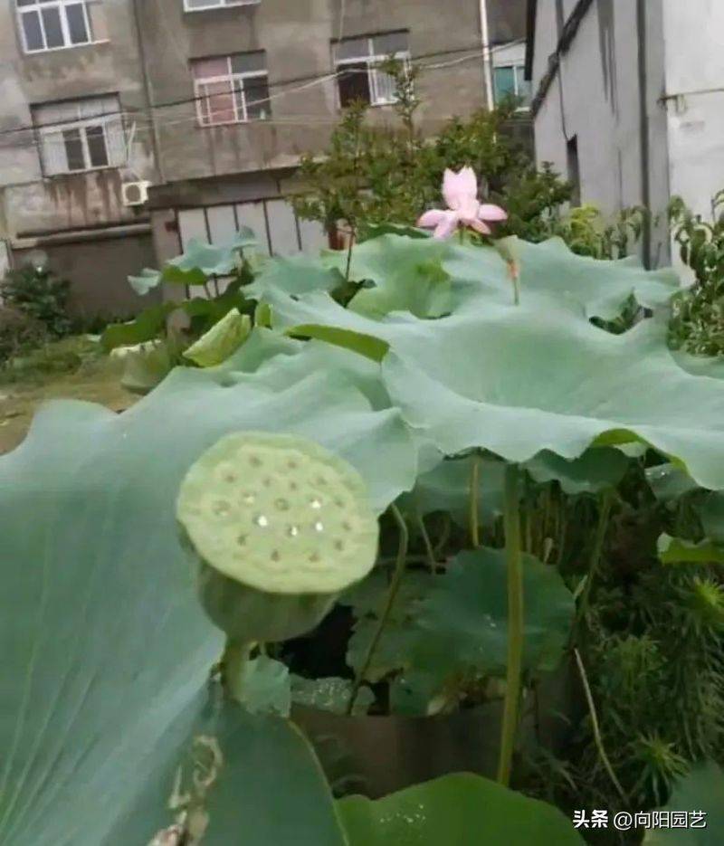 荷花的种植技术