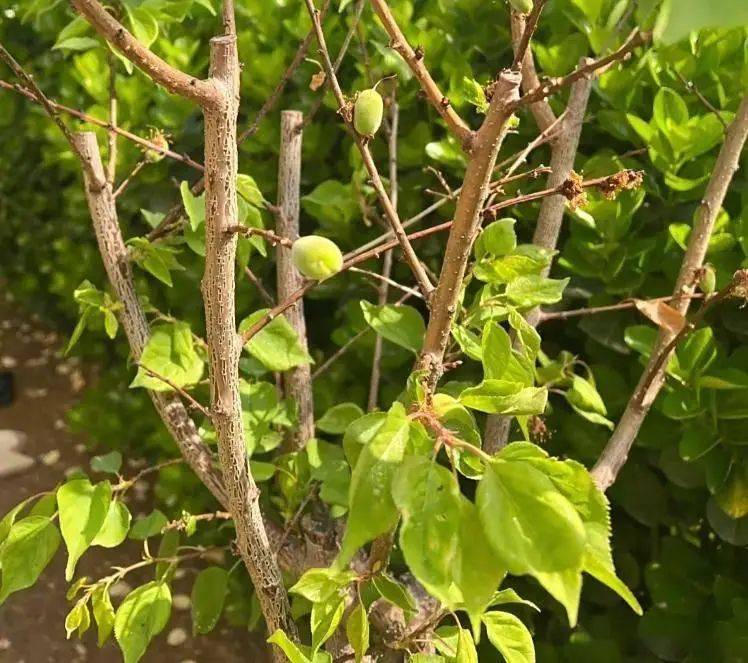 Almond seed planting techniques