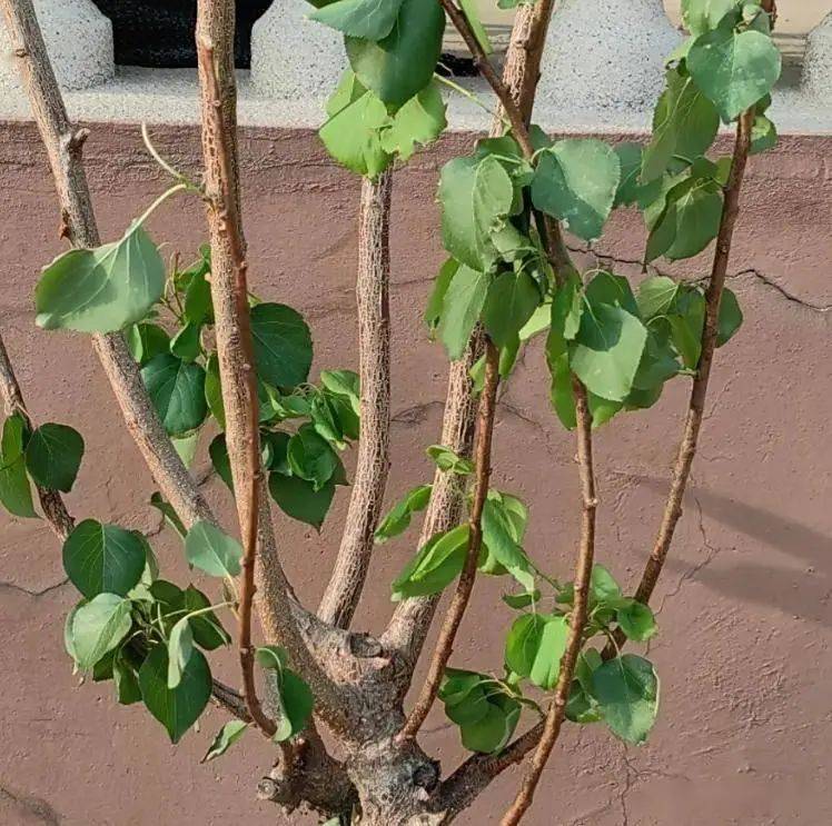 Almond seed planting techniques
