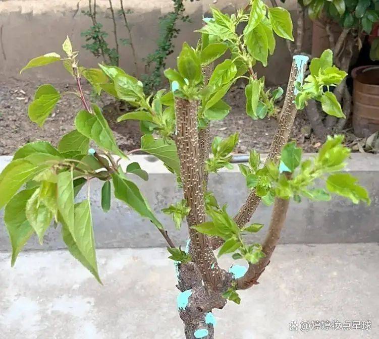 Almond seed planting techniques