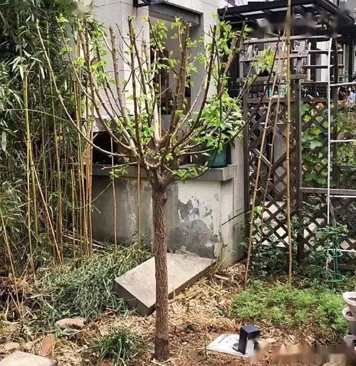 Almond seed planting techniques
