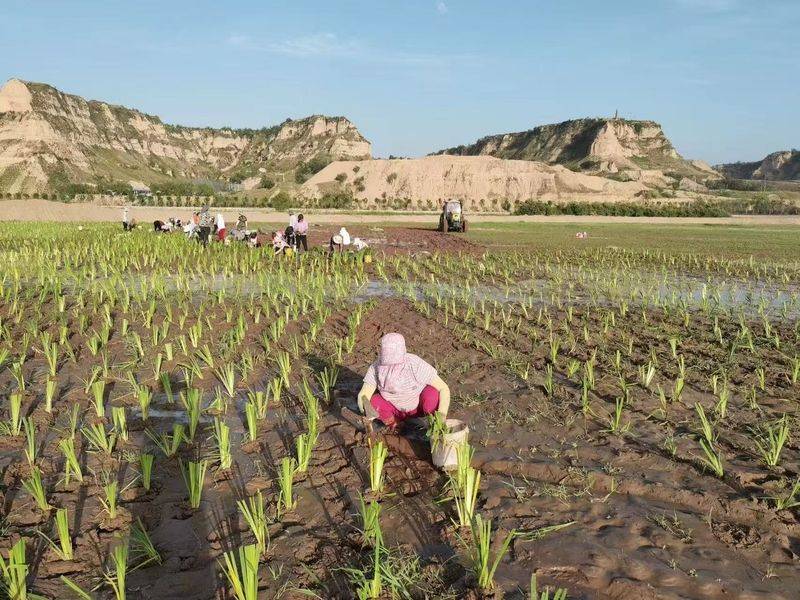 Technology for the cultivation of flowers