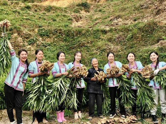 Potato growing technology in shandong