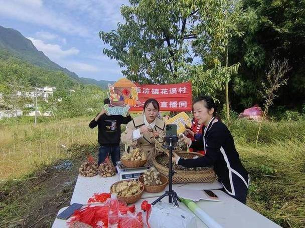 Potato growing technology in shandong