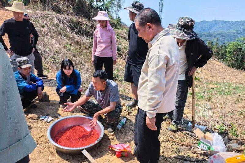 2026 rice cultivation technology video
