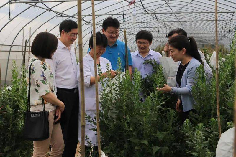 菠菜种植方法