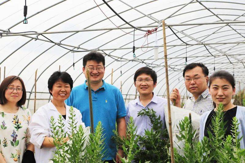 菠菜种植方法