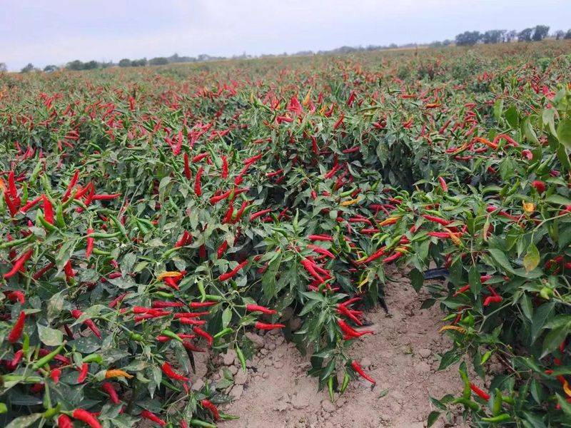 The technology of growing hot peppers in the shed